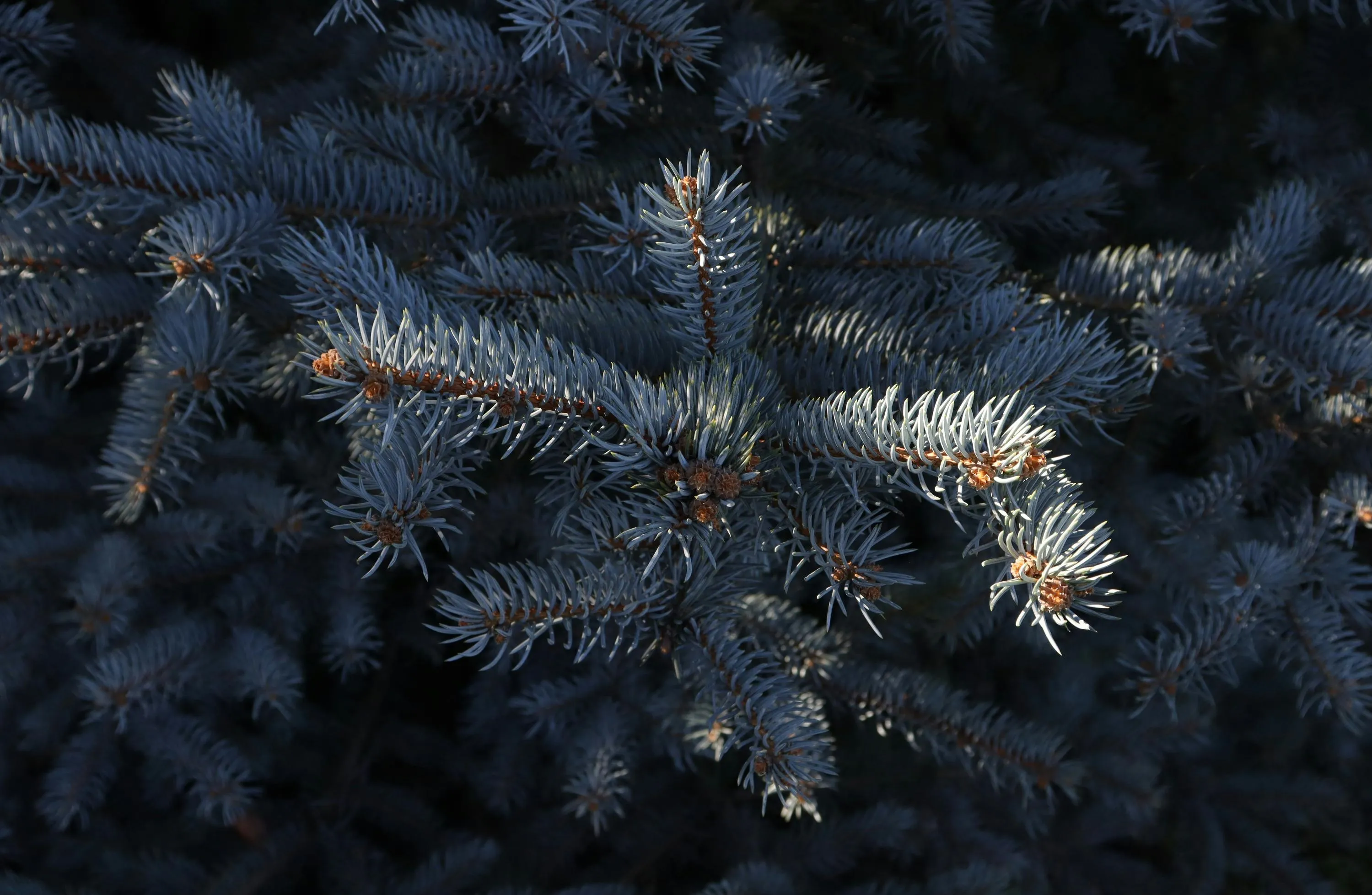Чому не можна саджати ялинку біля дому Чому не можна саджати ялинку біля дому