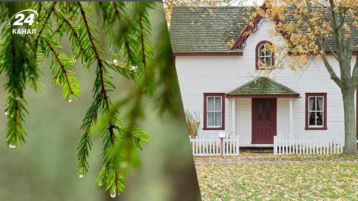 Елка возле дома - почему не стоит сажать елку рядом с домом Елка возле дома - почему не стоит сажать елку рядом с домом