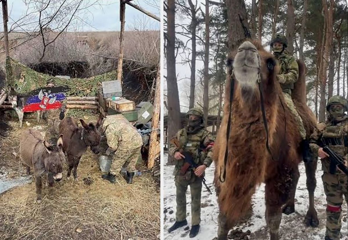 Російські окупанти з віслюками й верблюдом
