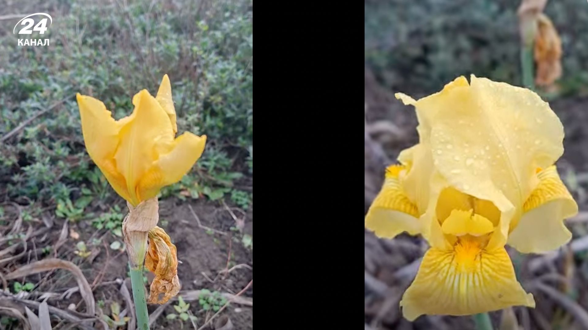 Іриси розвітли взимку на Одещині