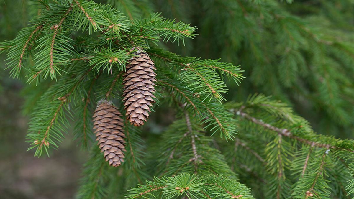 Різдвяна ялинка - як відрізнити ялинку від ялиці, яке дерево найкраще для різдвяної ялинки