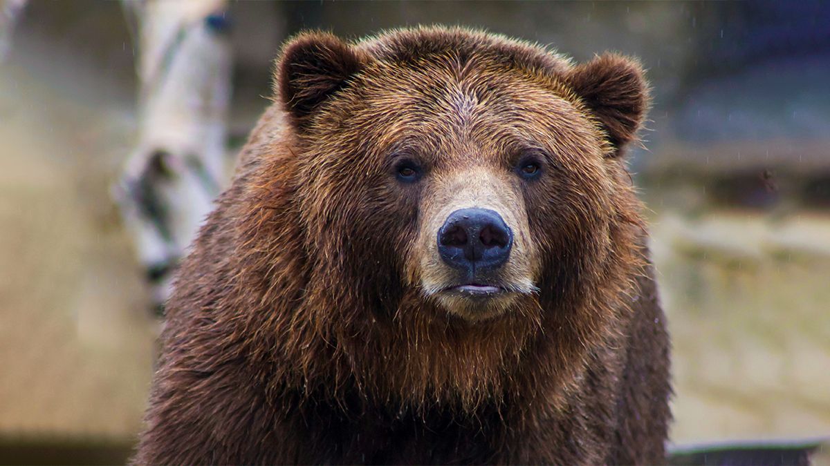 Медведи стали меньше и спокойнее из-за людей – признак одомашнивания Медведи стали меньше и спокойнее из-за людей – признак одомашнивания