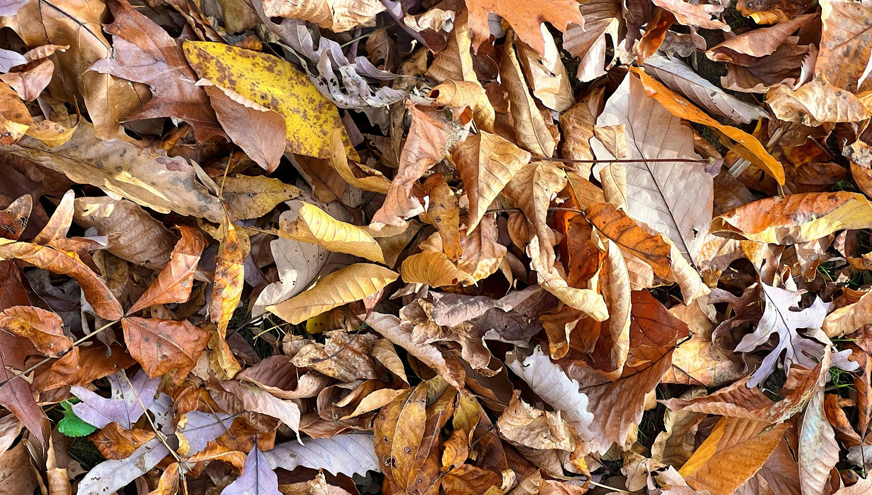 Почему листья ореха плохо влияют на растения Почему листья ореха плохо влияют на растения