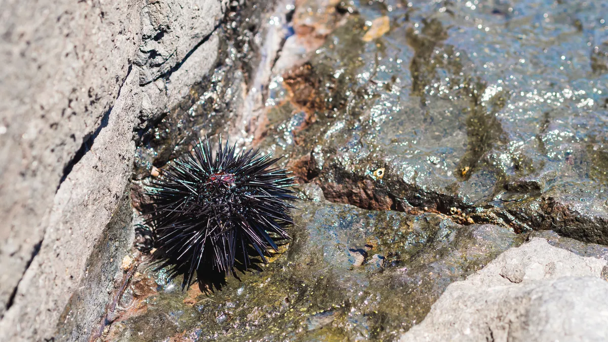 Морской еж Морской еж