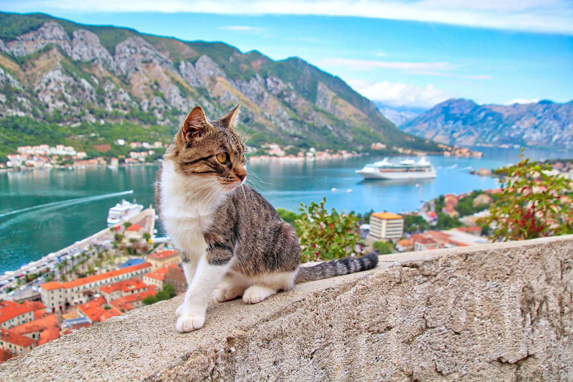 Коты в Которе