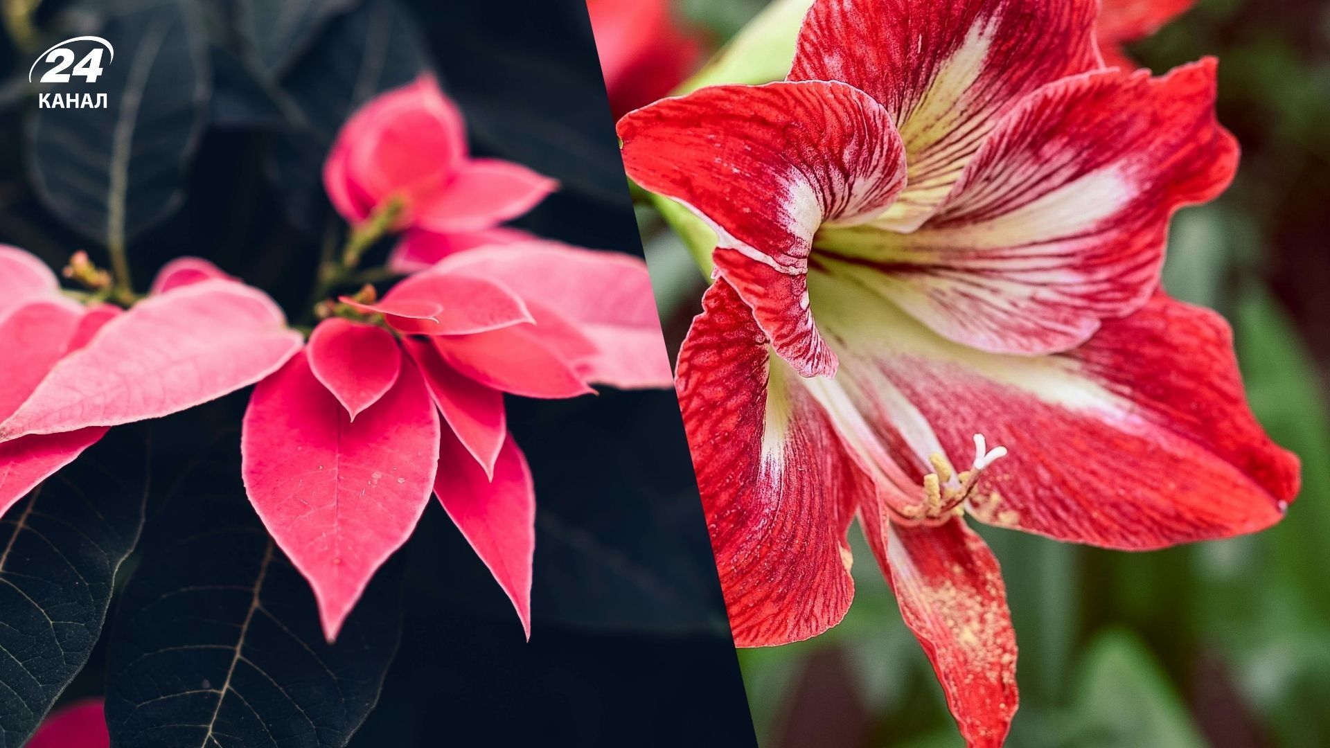 Деякі різдвяні рослини можуть бути отруйними