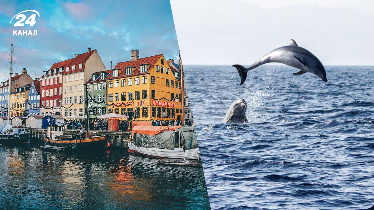 В столице Дании заметили дельфинов во внутренних водах В столице Дании заметили дельфинов во внутренних водах