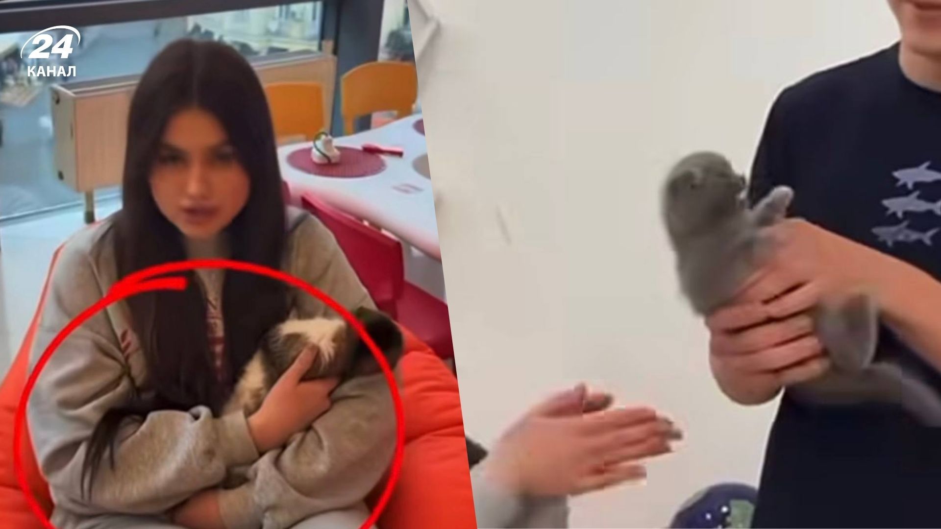 В Одесі бізнесмени здають котів в оренду В Одесі бізнесмени здають котів в оренду