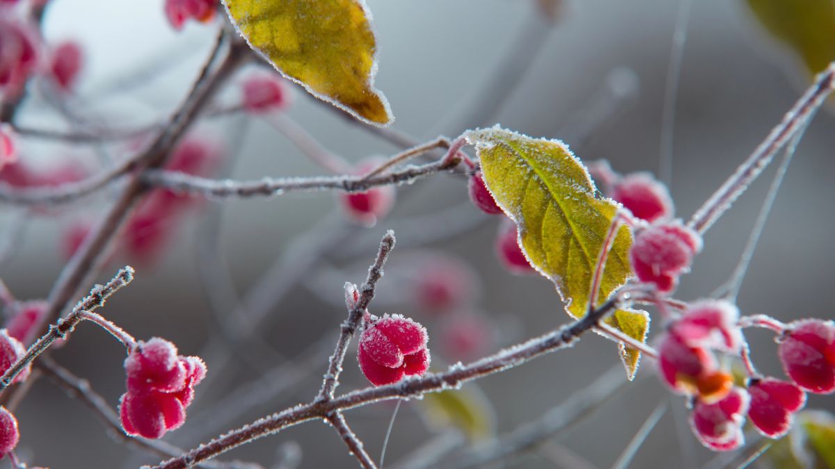На Різдво очікується мінусова температура