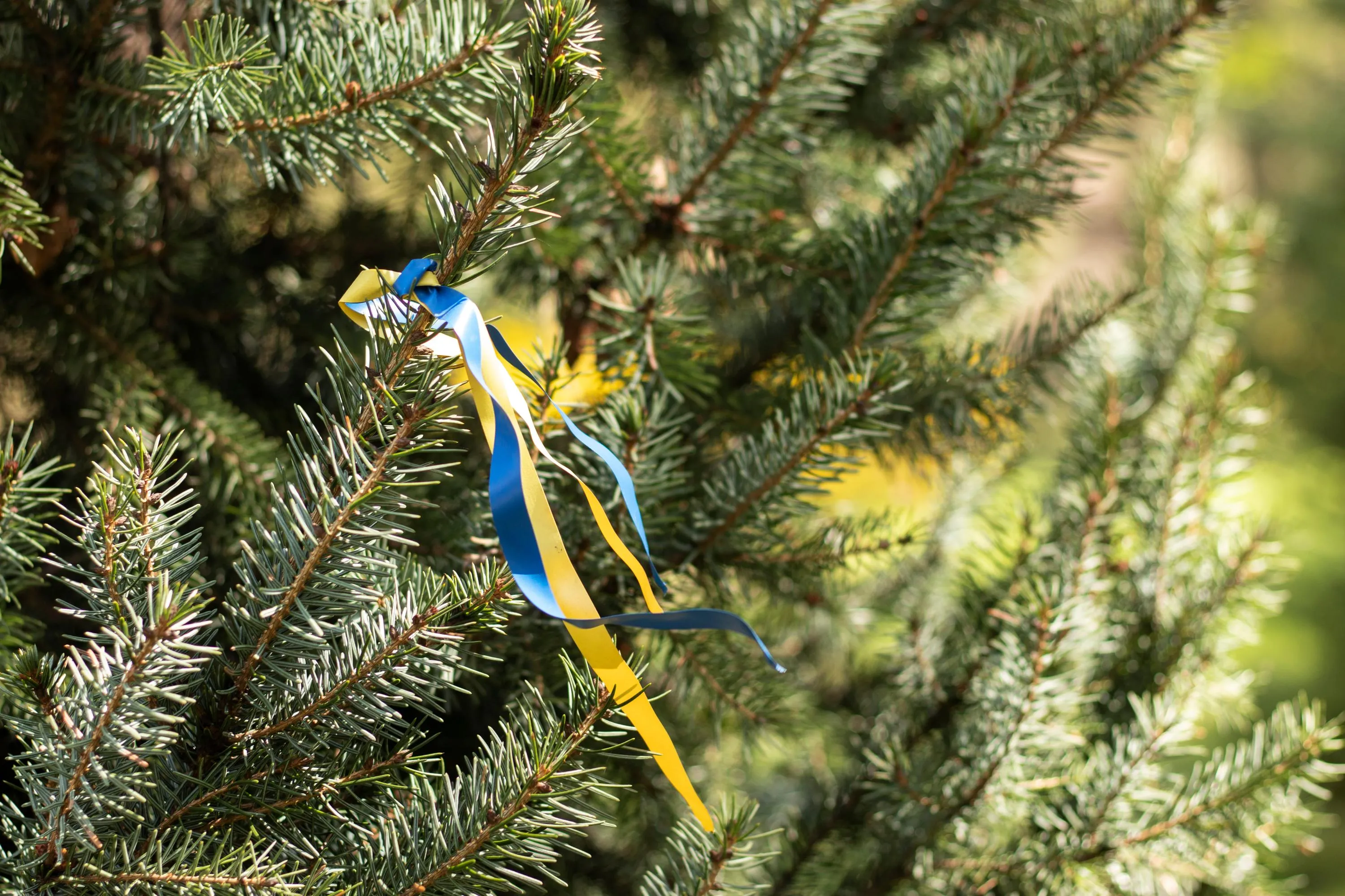 Ялинка з стрічкою в кольорах українського прапора Ялинка з стрічкою в кольорах українського прапора