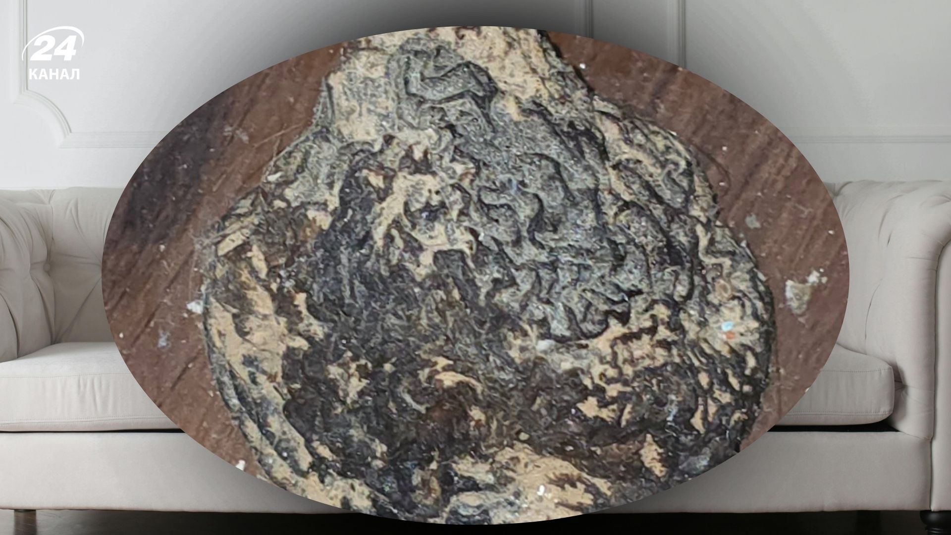 Мужчина нашел под диваном дома гриб, который рос с пола Мужчина нашел под диваном дома гриб, который рос с пола