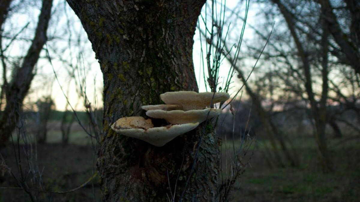 Які гриби є особливими для природи - гриби роблять ліс чистішим, які саме Які гриби є особливими для природи - гриби роблять ліс чистішим, які саме