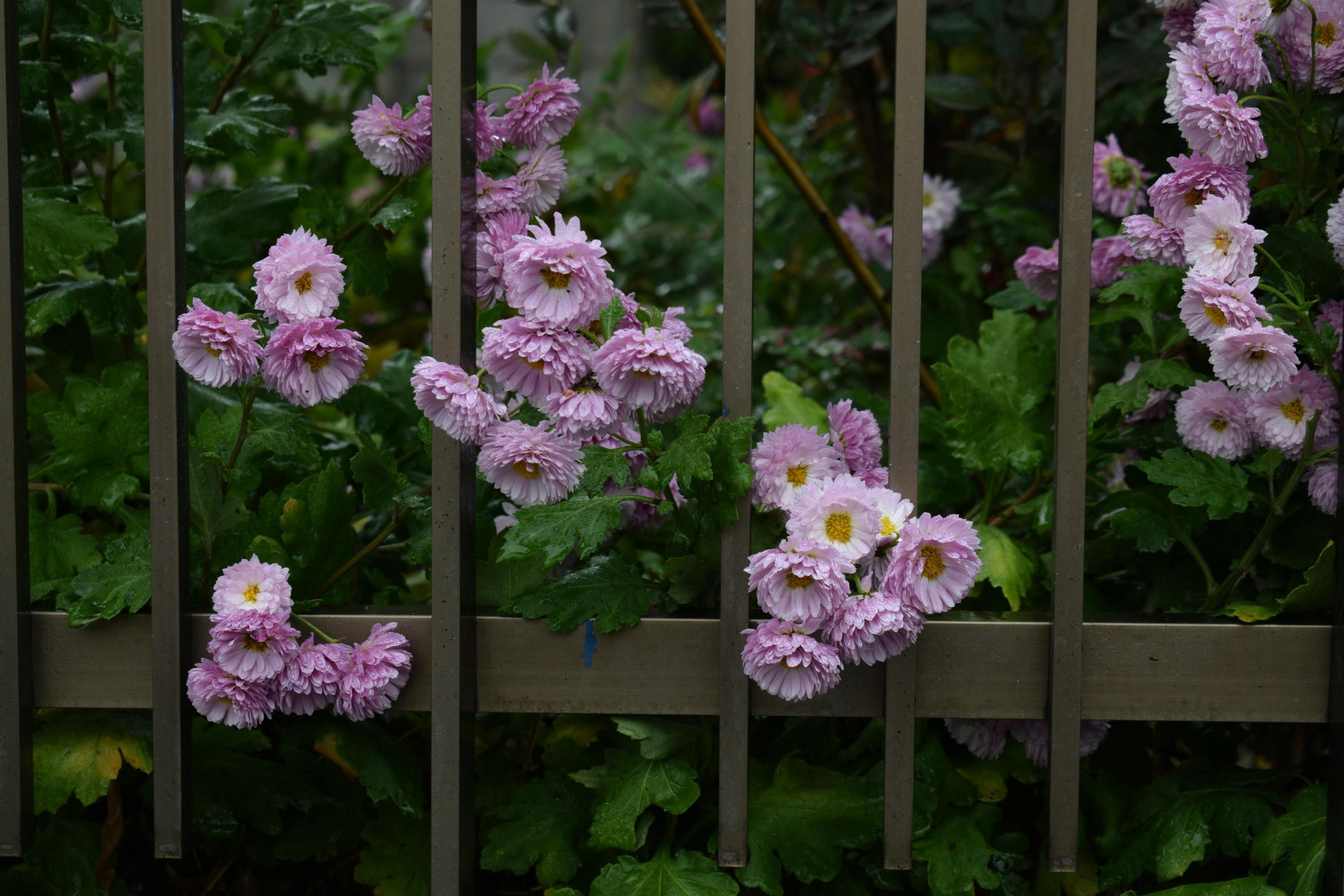 Какая максимально возможная высота забора возле дома в селе Какая максимально возможная высота забора возле дома в селе