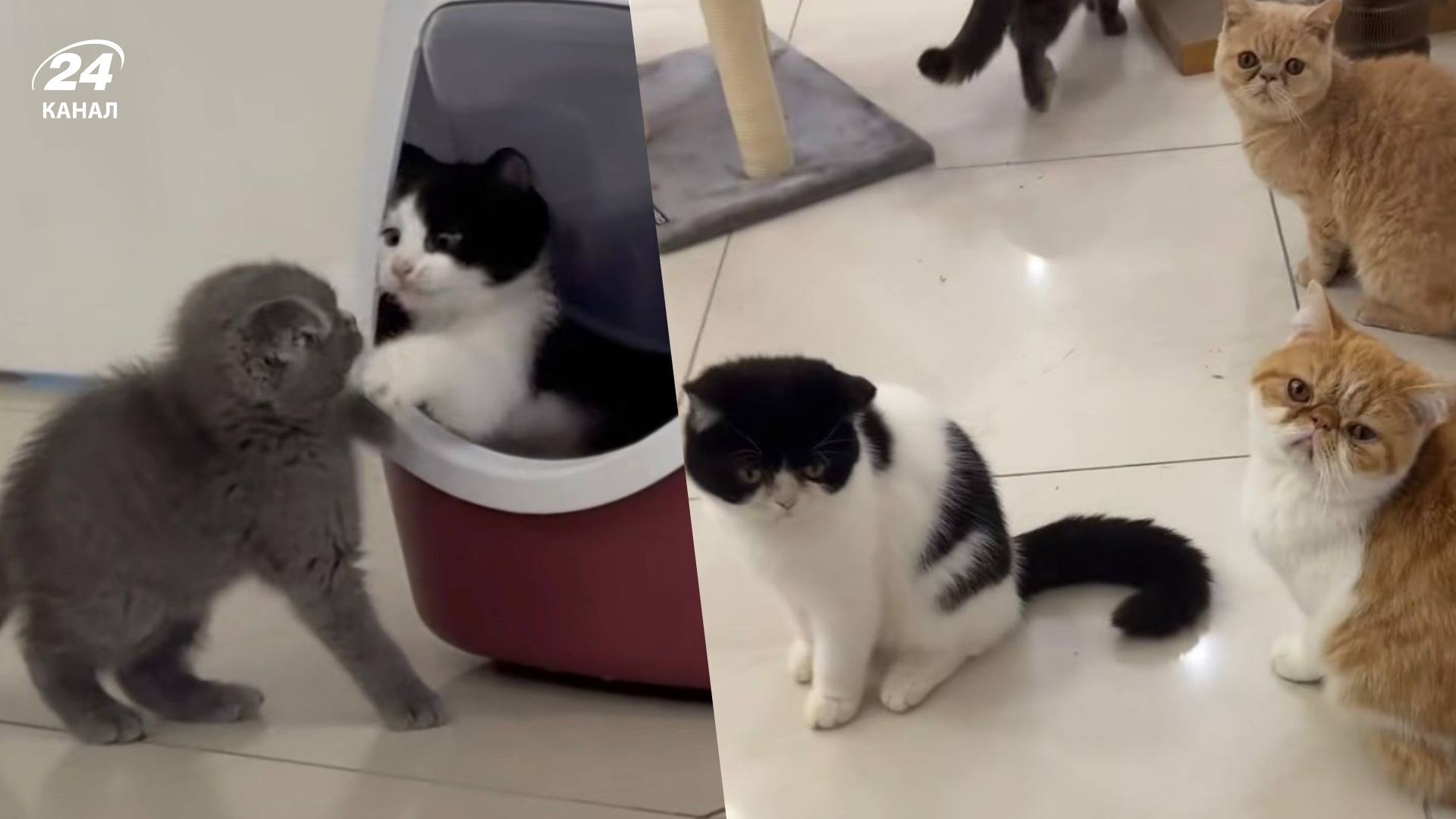 В котокафе в Одессе умерли животные