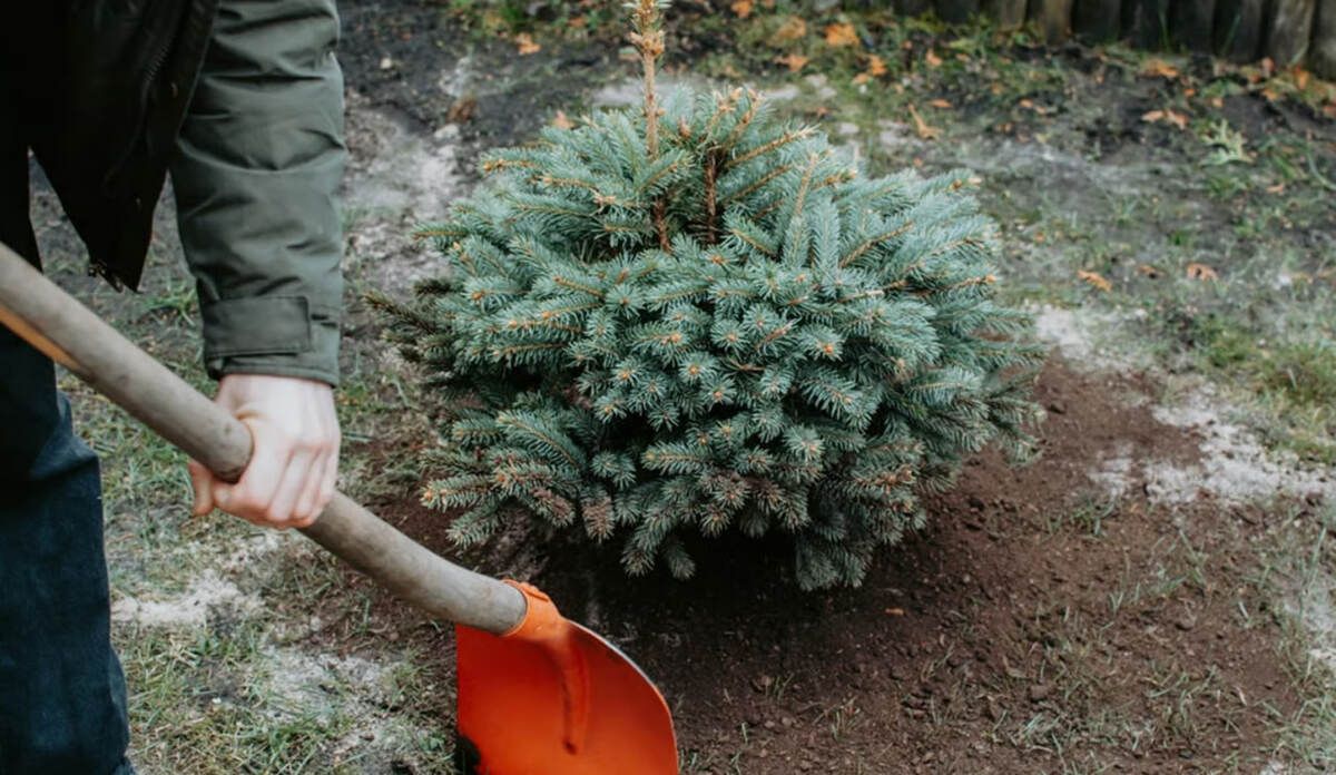 Можно ли сажать елку возле дома - почему хвойное дерево возле дома будет мешать
