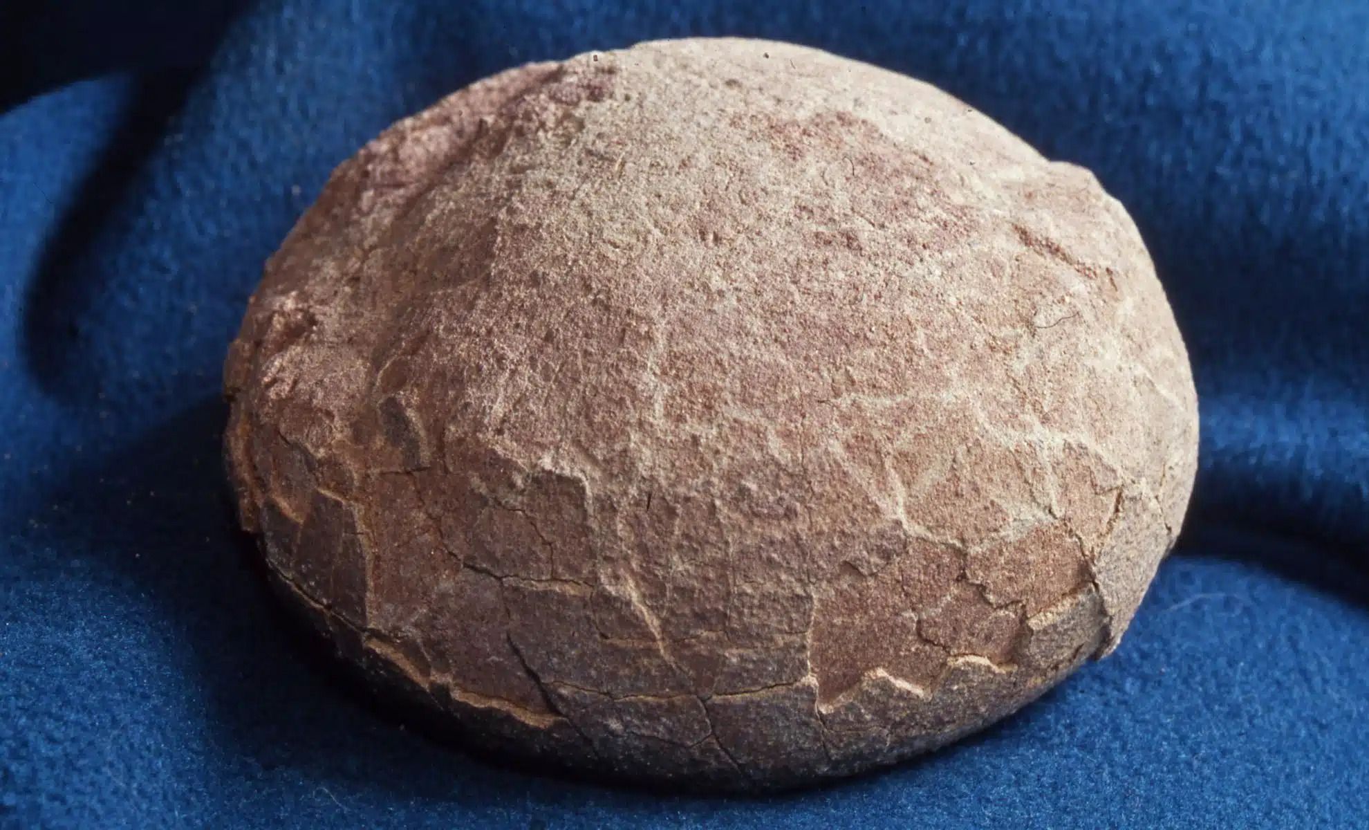 Яйця динозаврів всередині наповнені мінералами Яйця динозаврів всередині наповнені мінералами