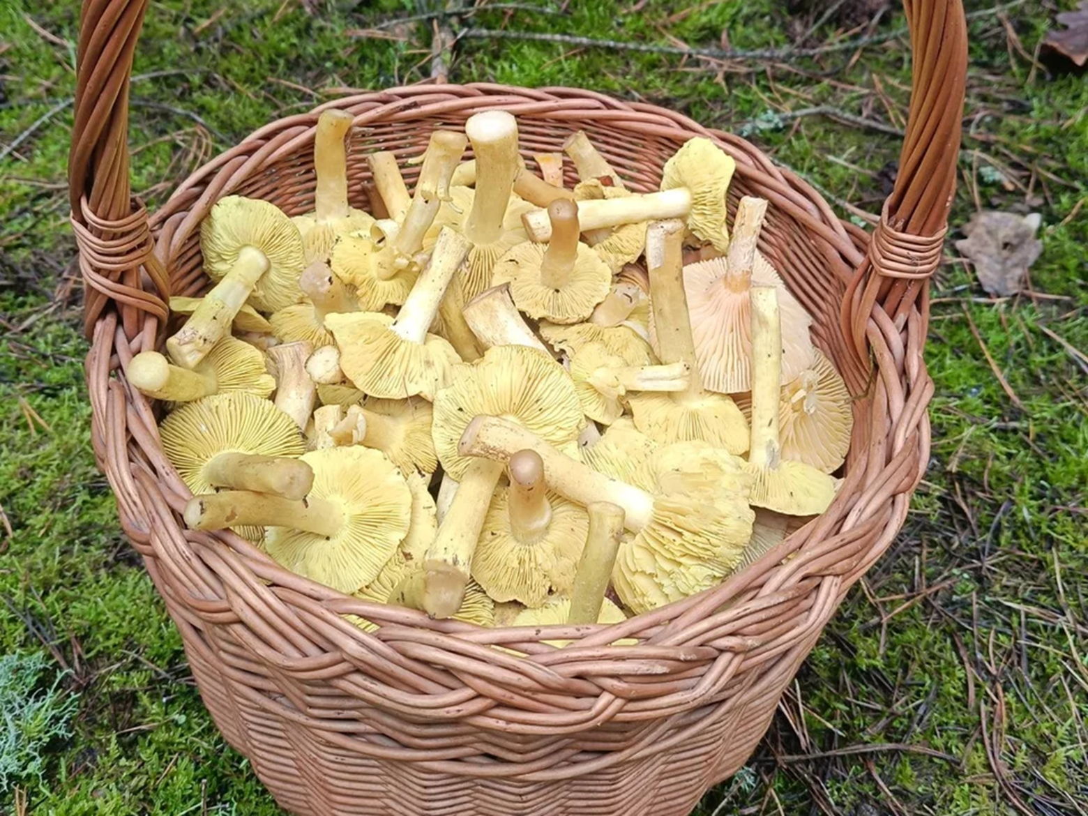 Грибы, собранные блогером перед Рождеством Грибы, собранные блогером перед Рождеством