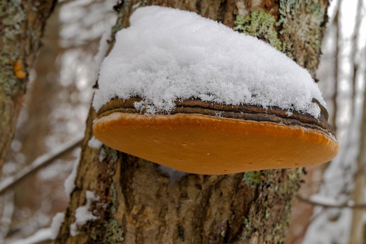 Гриб Трутовик Гриб Трутовик