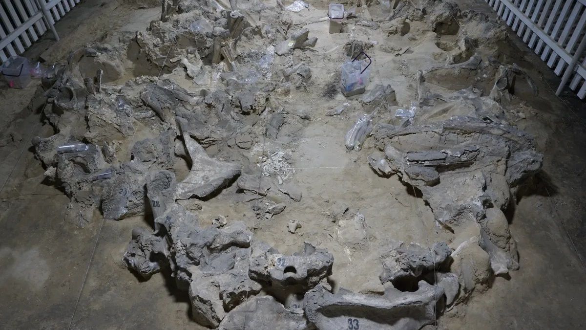 Вчені уточнили вік поселення мисливців на мамонтів у селі Межиріч Вчені уточнили вік поселення мисливців на мамонтів у селі Межиріч