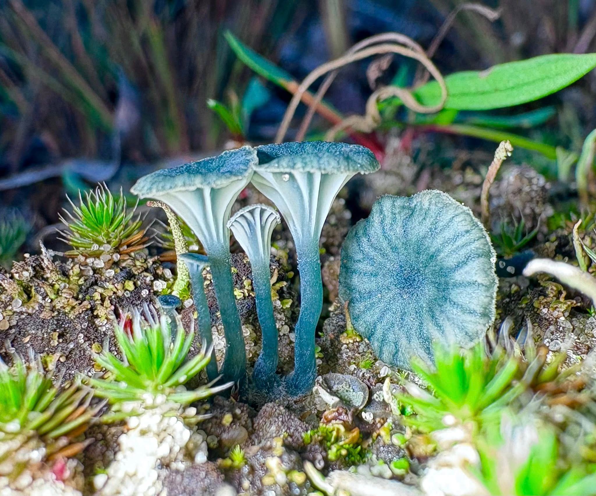 Незвичні гриби з Києва Незвичні гриби з Києва