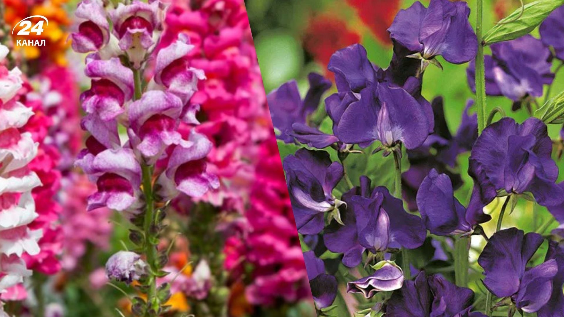 Отдельные растения можно сажать в январе, чтобы они зацвели раньше Отдельные растения можно сажать в январе, чтобы они зацвели раньше