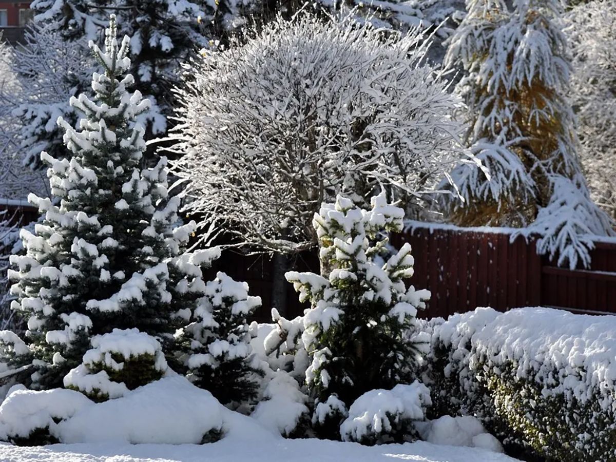 Украшение сада зимой - какие растения стоит посадить в саду