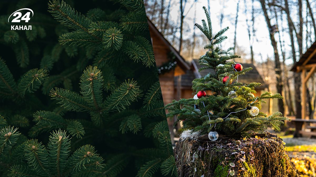 Природнє добриво - як використати стару ялинку для вашого саду Природнє добриво - як використати стару ялинку для вашого саду