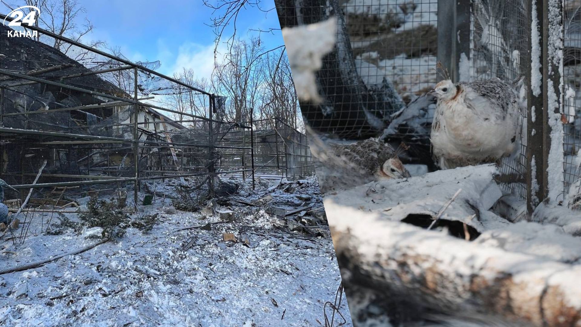 Зоозахисники звинуватили у жорстокості до тварин екопарк у Харкові, який пережив авіаудар - 24 Канал