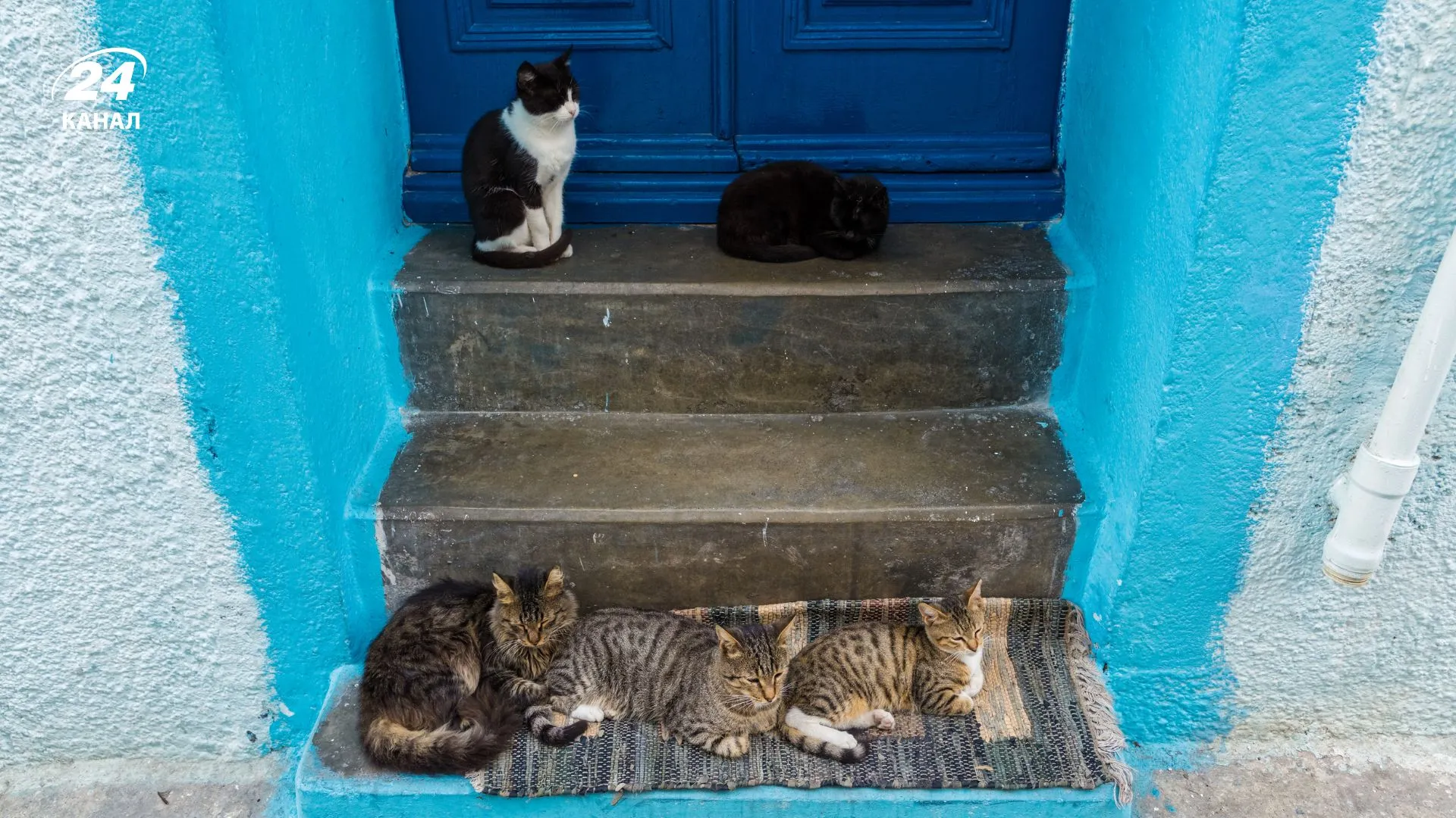 Коти у Греції / фото Canva Коти у Греції / фото Canva