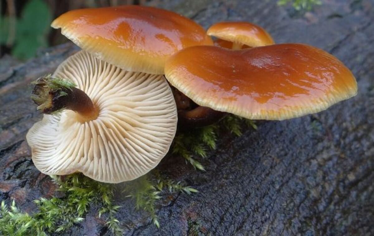 Які гриби можна знайти у січні - гриби, що ростуть посеред снігу, де знайти зимові опеньки