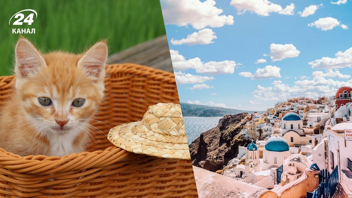 У Греції платять за догляд за котами