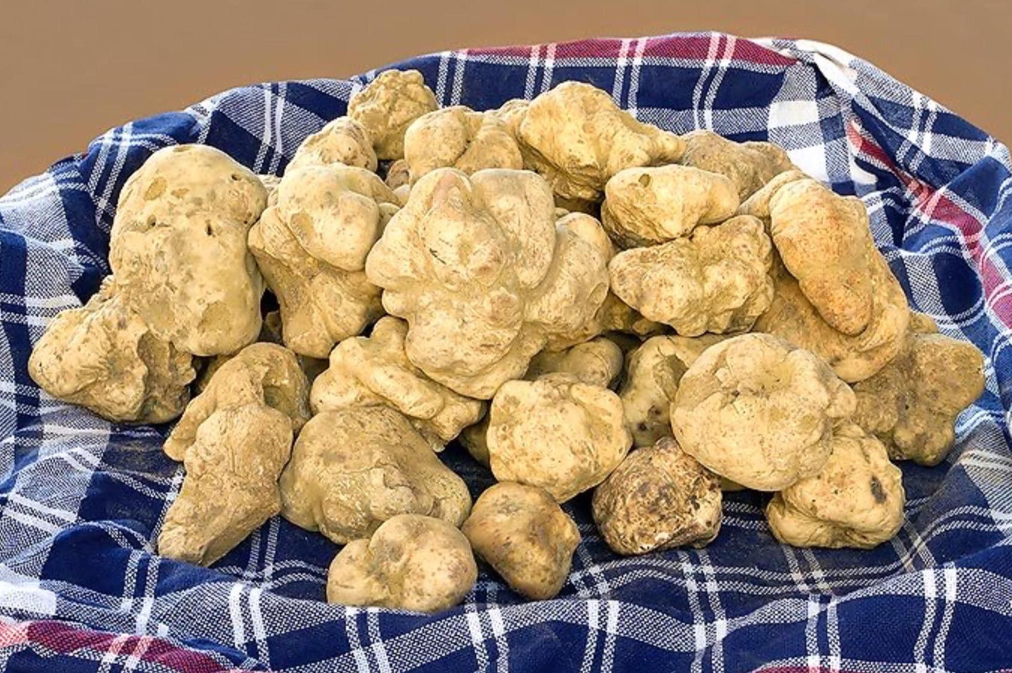 Самые дорогие грибы не только трюфели - сколько стоят, самая высокая цена трюфелей