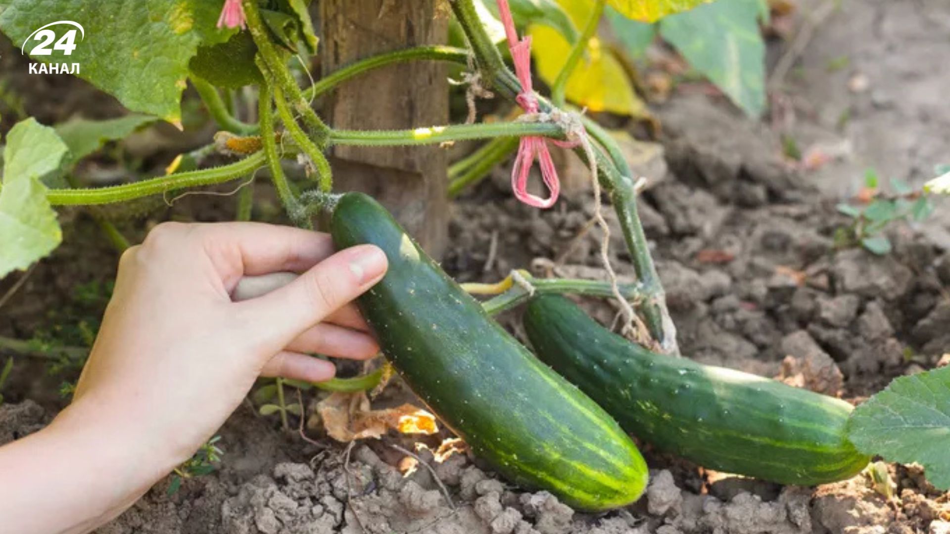 Деякі сорти огірків добре плодоносять навіть під час холодів і спеки