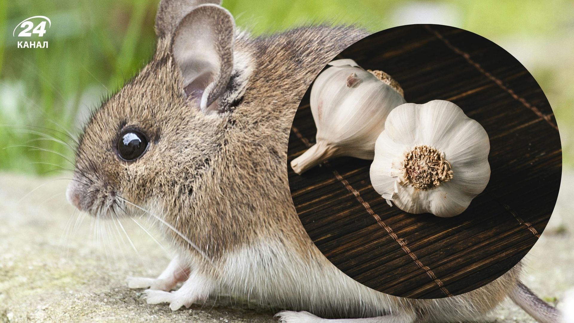 Миші не переносять запах часнику