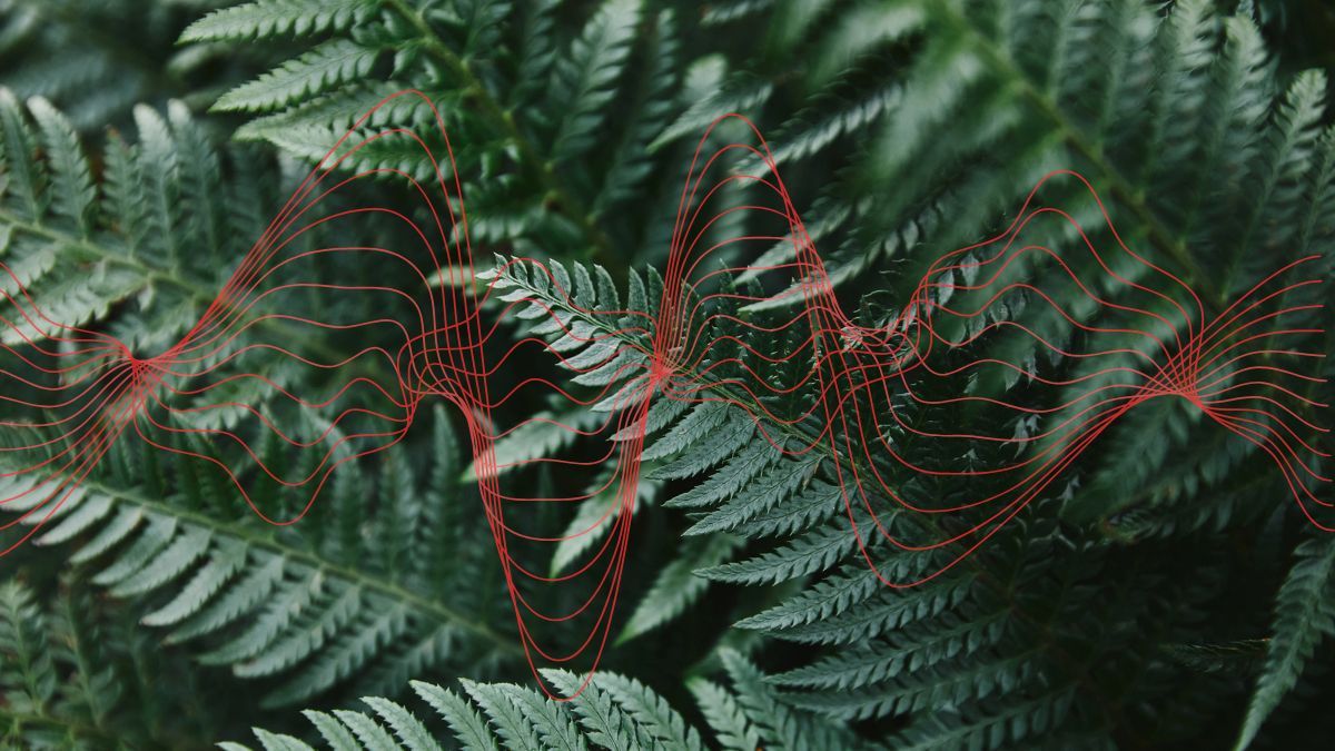 Иммунитет растений работает на опережение