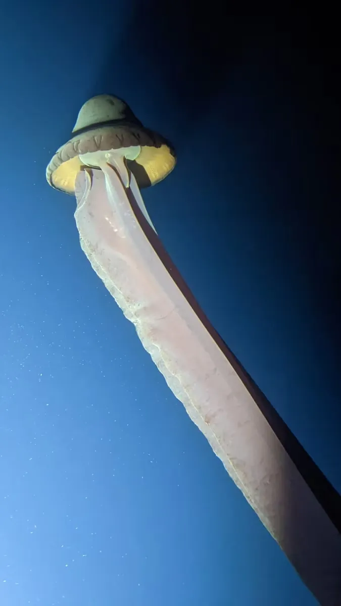 Медуза Stygiomedusa gigantea Світовий океан наука 