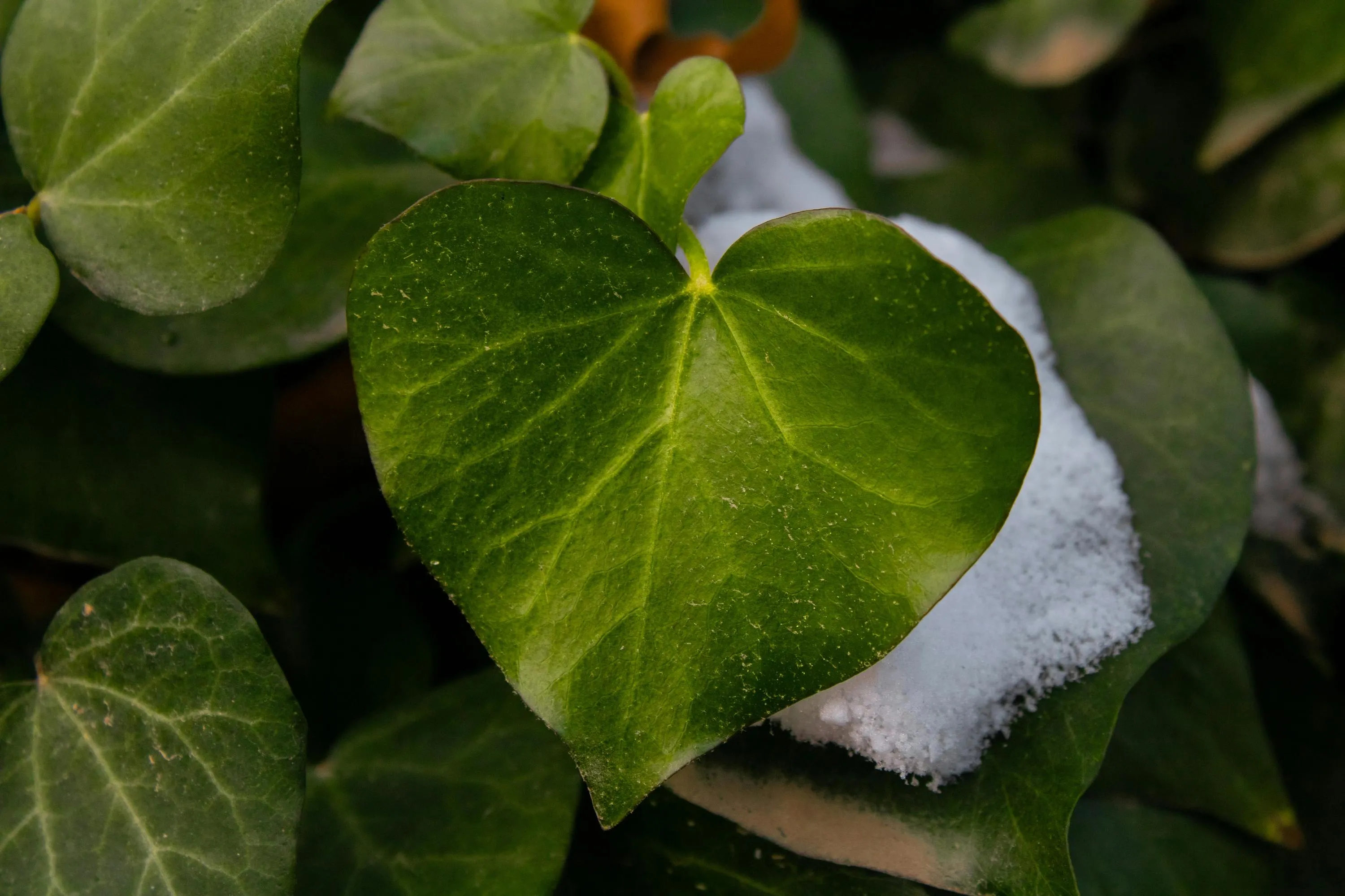 Вечнозеленые растения не стоит обрезать зимой / Фото Pexels