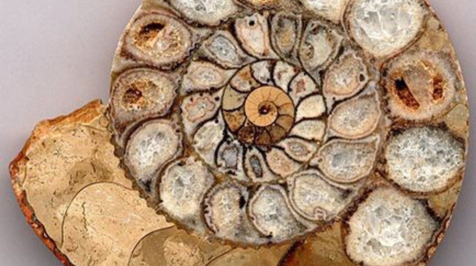 Вчені знайшли докази виживання амонітів після катастрофи 66 млн років тому Вчені знайшли докази виживання амонітів після катастрофи 66 млн років тому