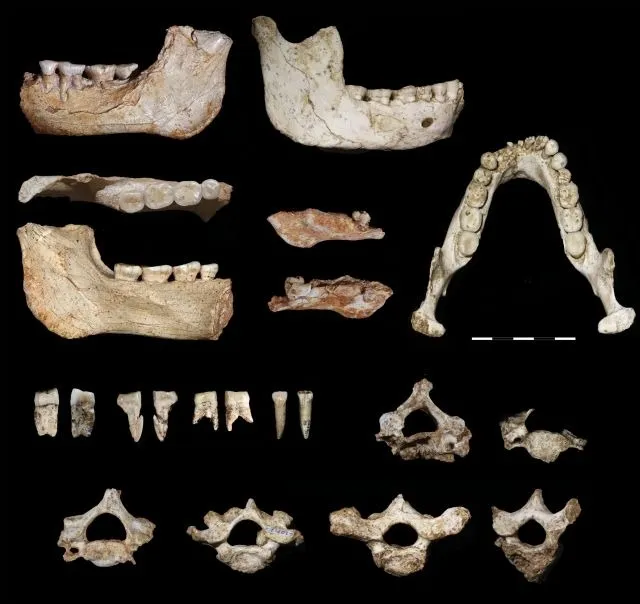 Кости гоминидов возрастом 773 000 лет, найдены в Grotte à Hominidés, включали челюстные кости, зубы и позвонки Кости гоминидов возрастом 773 000 лет, найдены в Grotte à Hominidés, включали челюстные кости, зубы и позвонки
