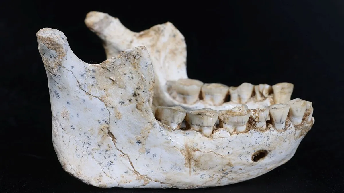 Одна з нижніх щелеп із Grotte à Hominidés