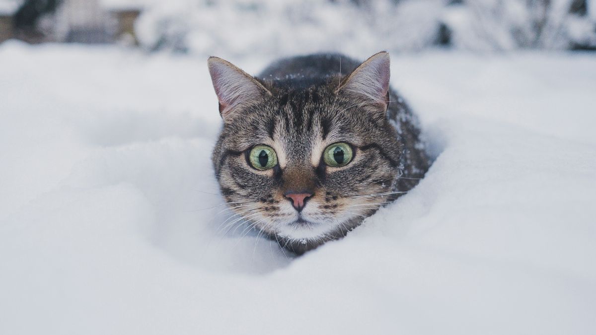 Погода проти українців: в багатьох областях – хуртовини та штормовий вітер - 24 Канал Погода проти українців: в багатьох областях – хуртовини та штормовий вітер - 24 Канал