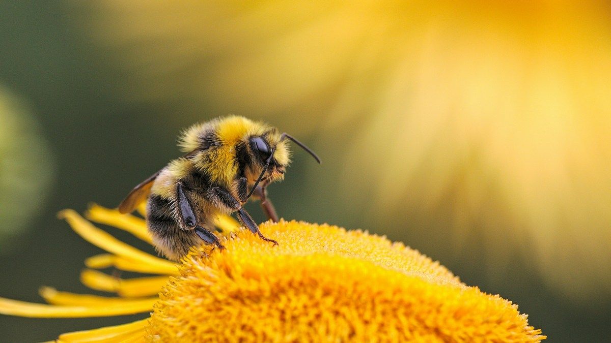 Бджоли будували гнізда в кістках тварин 20 тисяч років тому – дослідження Бджоли будували гнізда в кістках тварин 20 тисяч років тому – дослідження