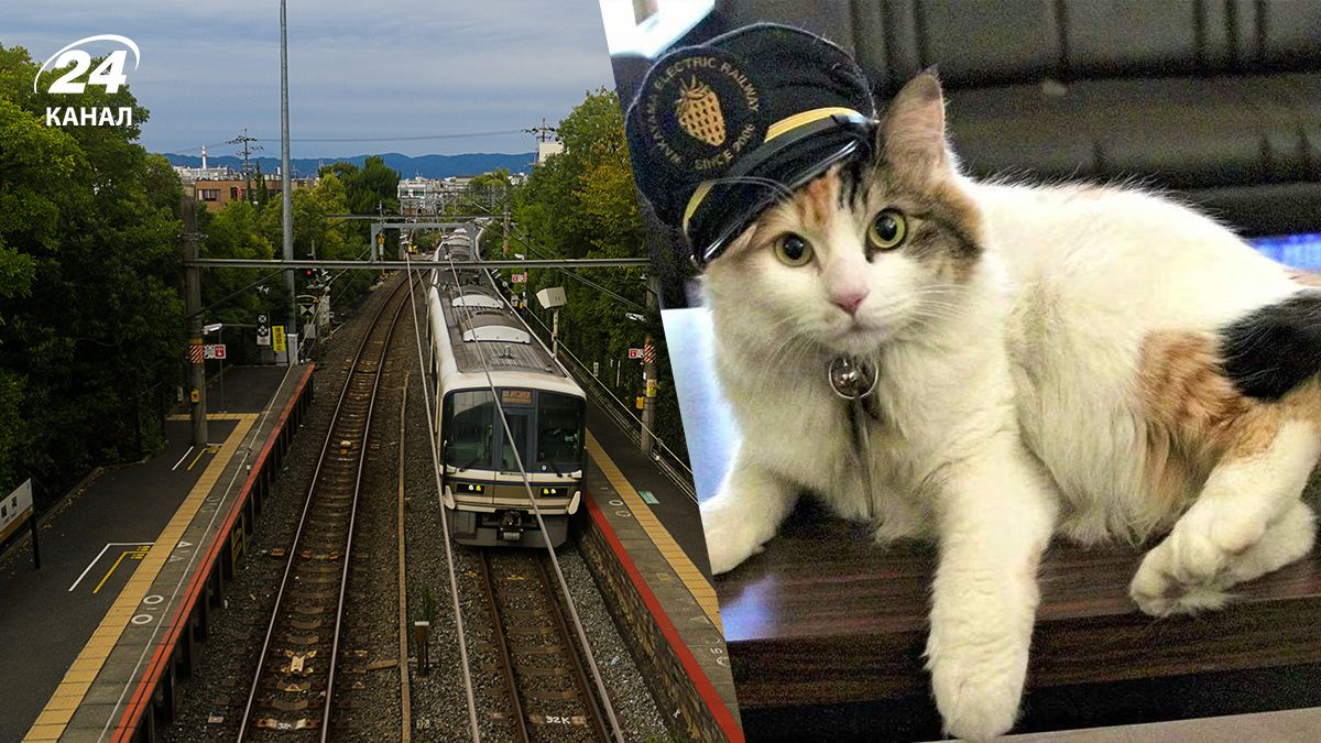 В Японии кошка стала официальным смотрителем железнодорожной станции