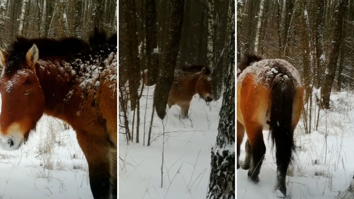 Лошади Пржевальского в Чернобыле – как редкие животные зимуют в снегах Лошади Пржевальского в Чернобыле – как редкие животные зимуют в снегах