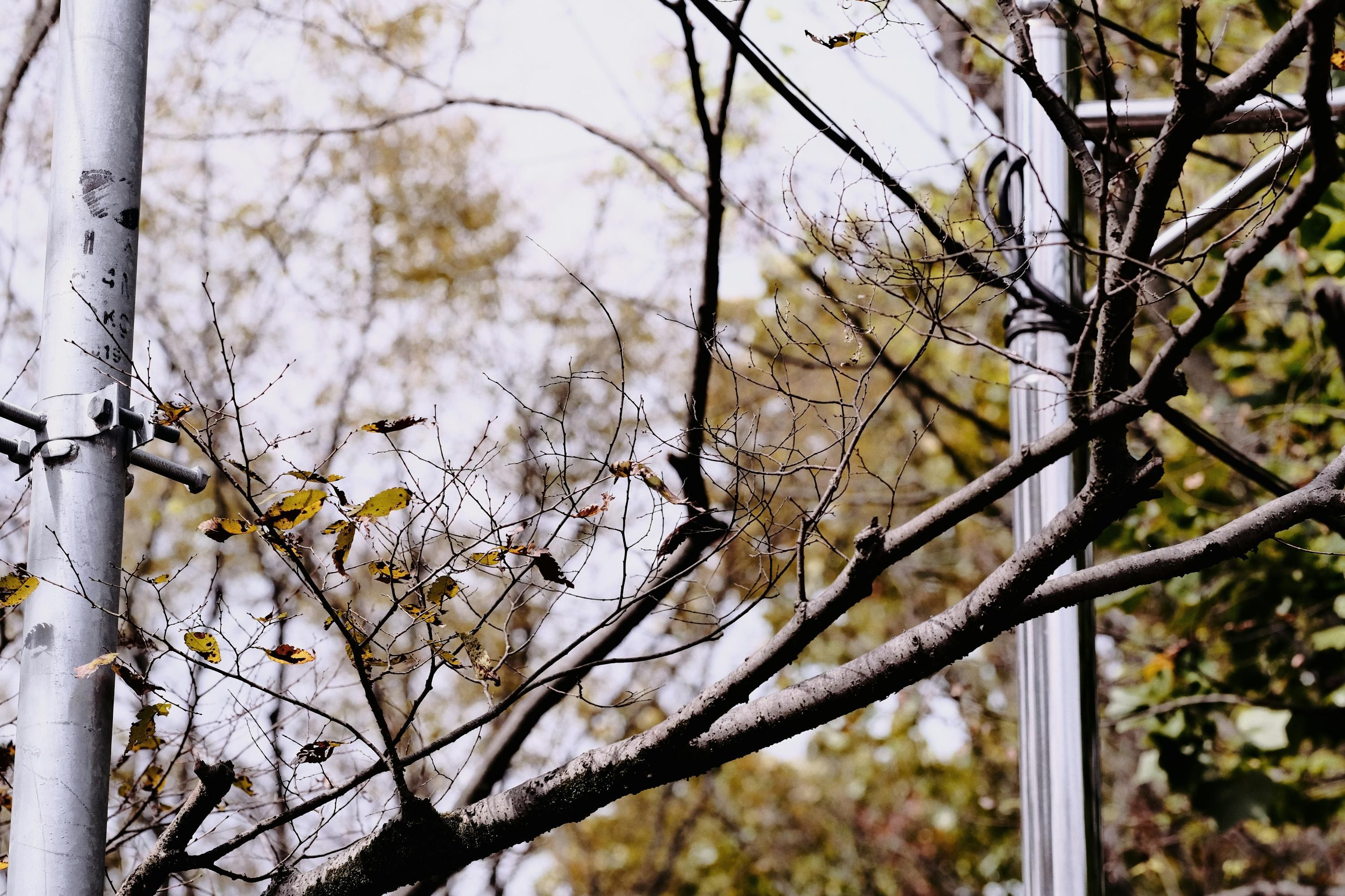 Спилить дерево на участке – когда законно спиливать деревья, при каких условиях можно