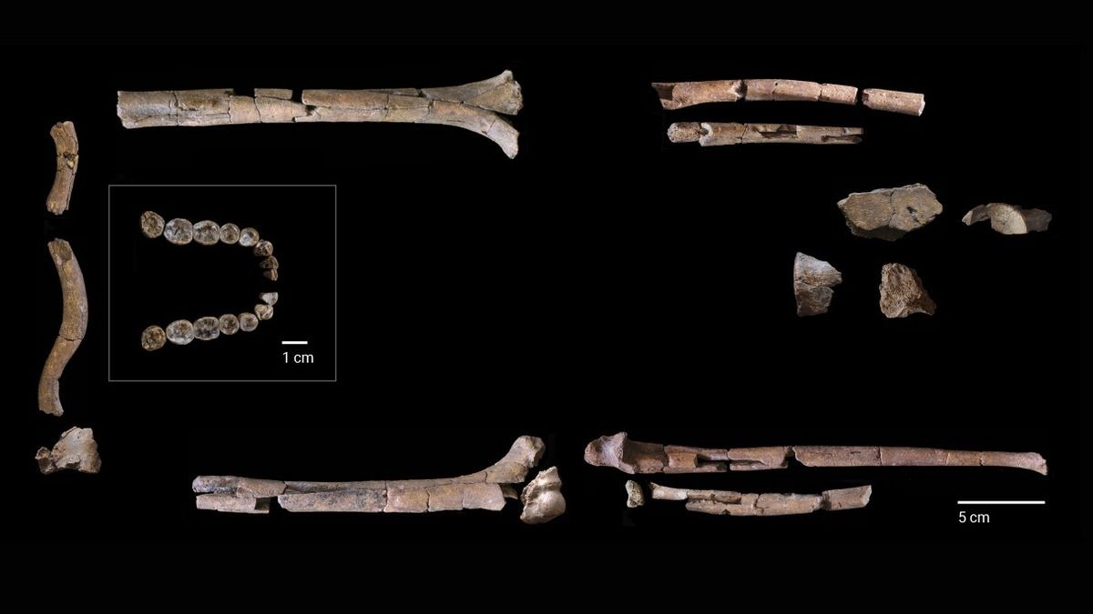 Нові дані про ранню еволюцію людини переписують те, що знали про Homo habilis Нові дані про ранню еволюцію людини переписують те, що знали про Homo habilis