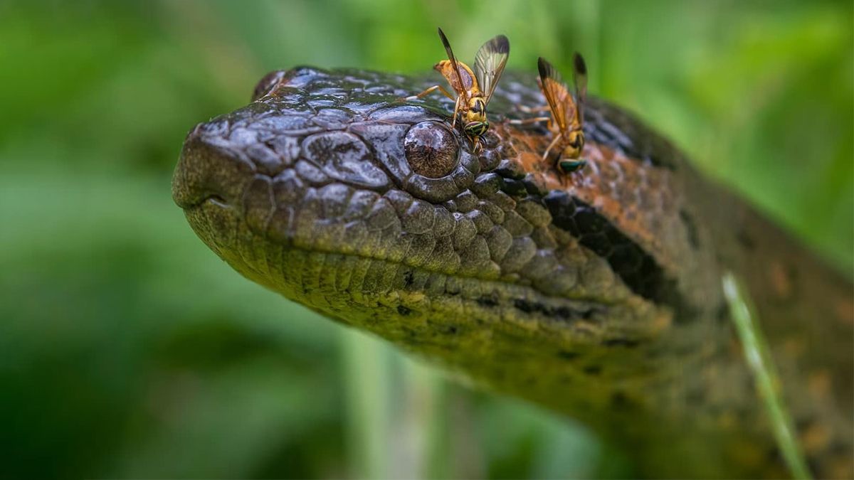 Северная зеленая анаконда в Амазонии – новый вид гигантской змеи