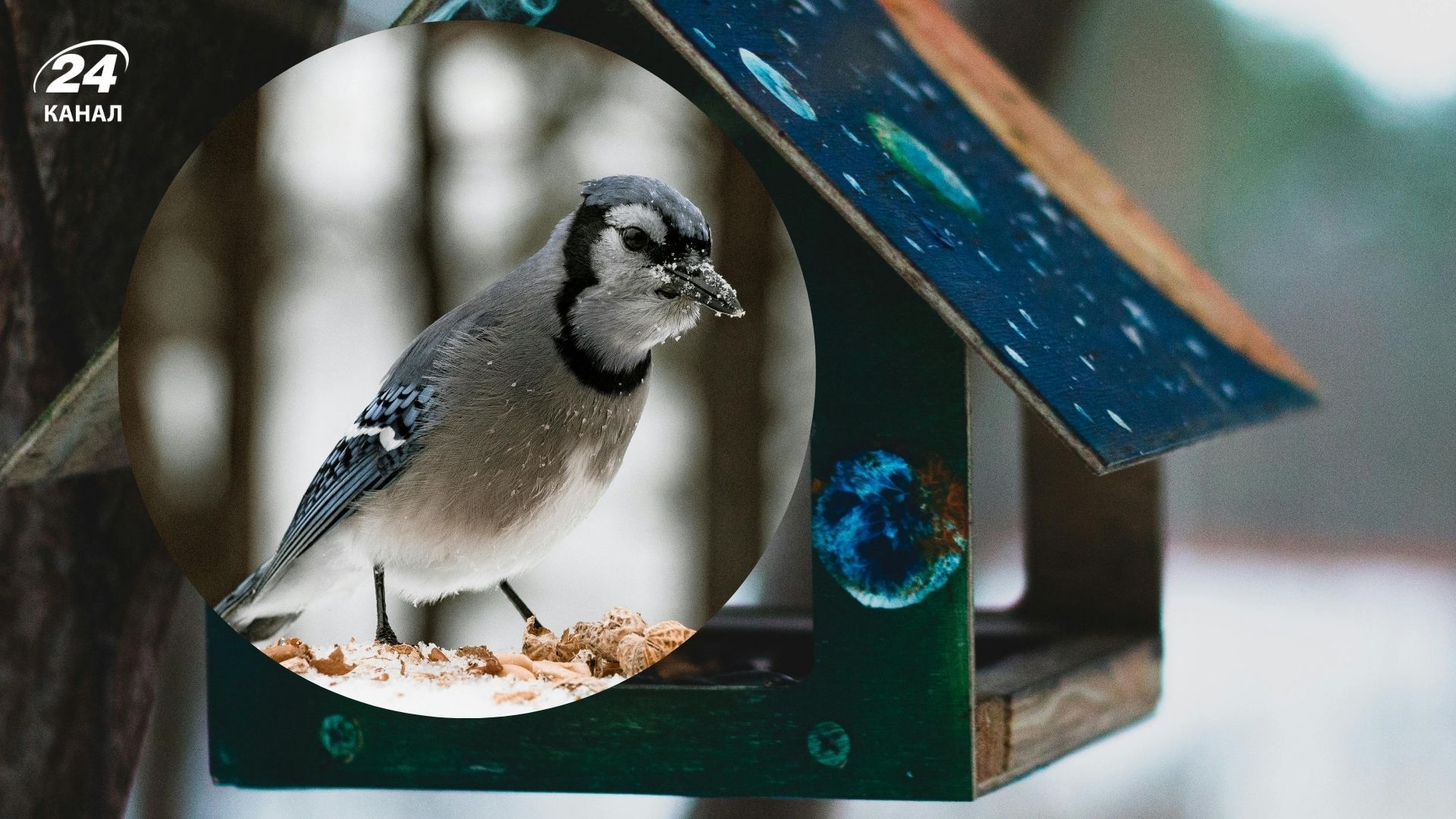 Птичек не желательно кормить хлебом Птичек не желательно кормить хлебом