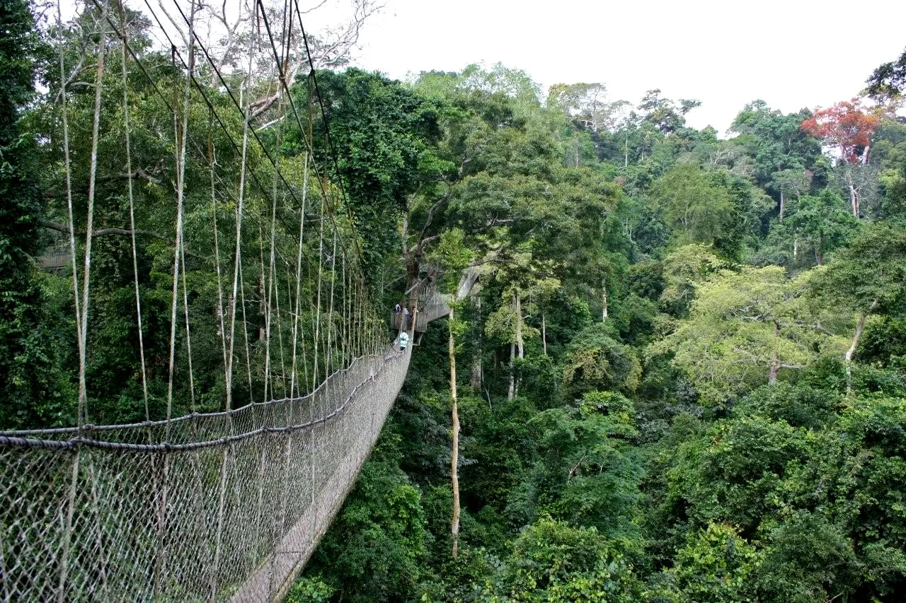 Canopy Walkway, Гана / фото Википедии Canopy Walkway, Гана / фото Википедии