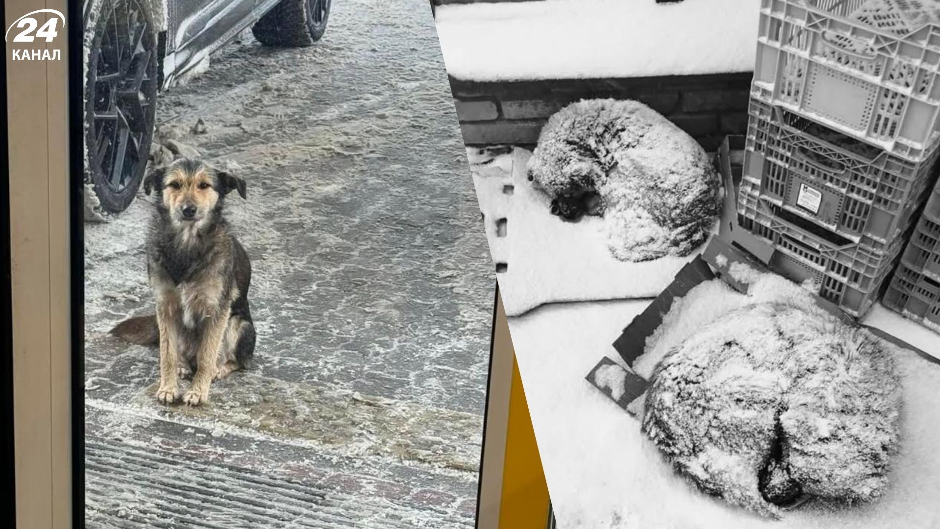 UAnimals закликає владу офіційно дозволити бізнесам пускати тварин у заклади - 24 Канал